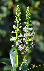 Image showing Cherry laurel (Prunus laurocerasus)