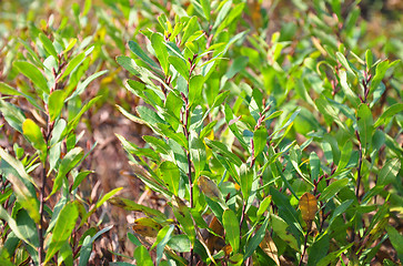 Image showing Bog-myrtle (Myrica gale)