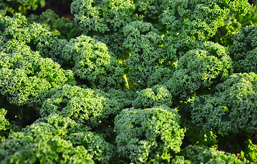 Image showing Kale plant