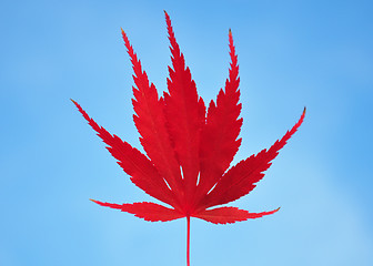 Image showing Red maple leaf