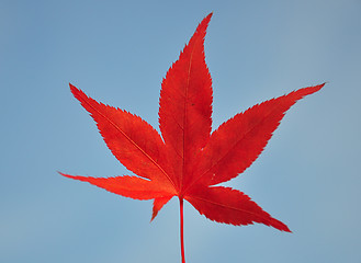 Image showing Red maple leaf