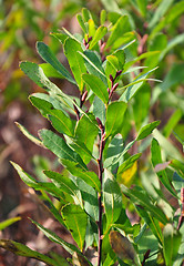 Image showing Bog-myrtle (Myrica gale)