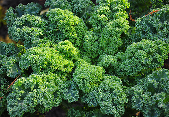 Image showing Kale plant