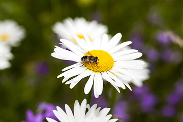 Image showing white daisy flowers.