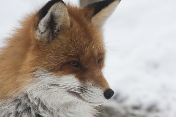 Image showing fox profile