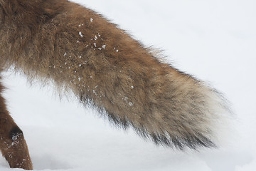 Image showing fox tail