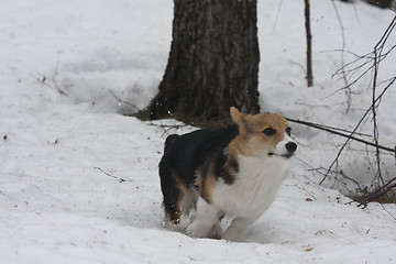 Image showing running in snow