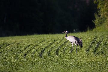 Image showing crane