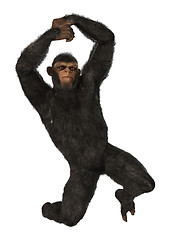 Image showing Chimpanzee Monkey on White