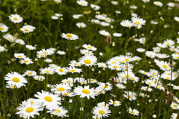 Image showing white daisy . spring