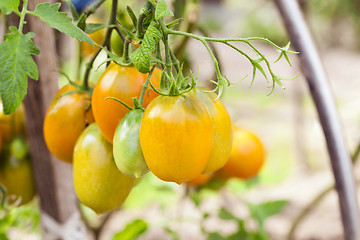 Image showing yellow tomatoes   on the bush