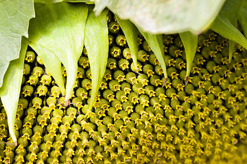 Image showing  yellow flower sunflower