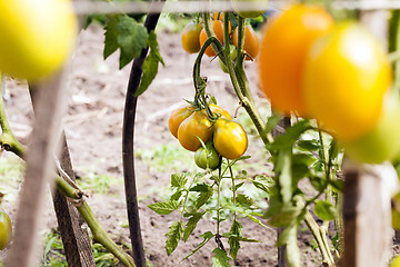 Image showing yellow tomatoes . bush