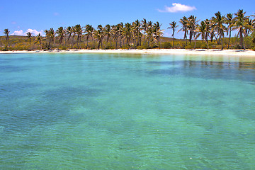 Image showing tree   wave  in mexico froath and 