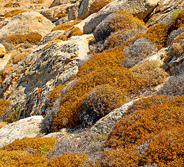 Image showing bush   in delos greece the historycal acropolis and old ruin sit