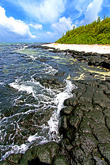 Image showing the zanzibar beach  seaweed in indian ocean rock