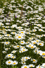 Image showing white daisy  flowers.