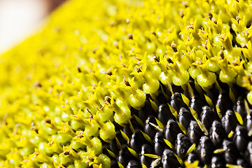 Image showing flower sunflower  seeds