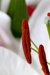 Image showing lily close up  