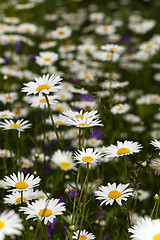 Image showing white daisy  flowers.