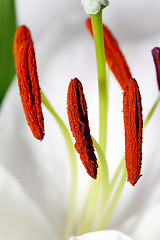 Image showing lily close up  