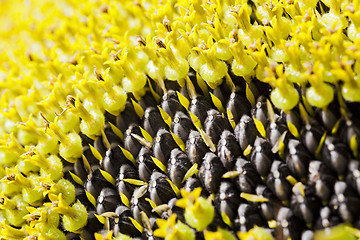 Image showing flower sunflower  seeds