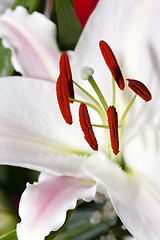 Image showing lily close up  