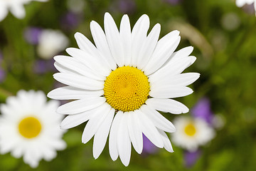 Image showing  daisy   spring   season