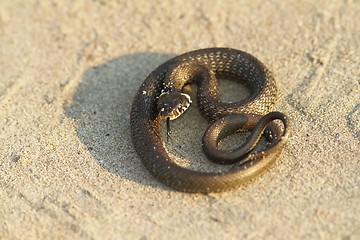 Image showing grass snake on sand