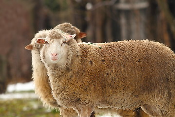 Image showing white sheep