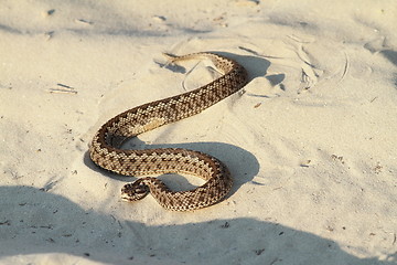 Image showing moldavian meadow viper on sand