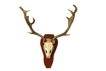 Image showing fallow deer hunting trophy isolated on white