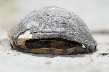 Image showing dead turtle