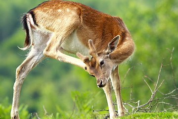 Image showing fallow deer scratching because of flies and ticks