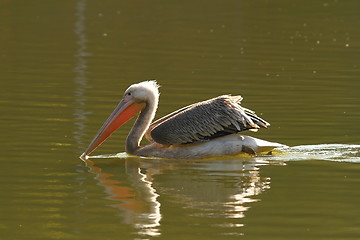 Image showing juvenile colorful great pelican