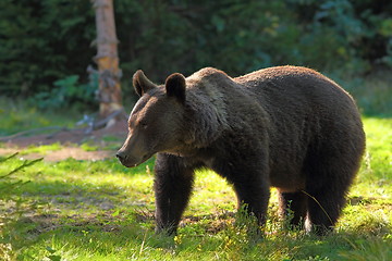 Image showing wild brown bear in clearing