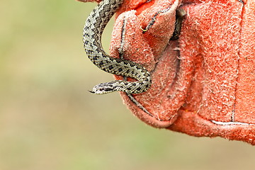 Image showing venomous snake in hand with glove