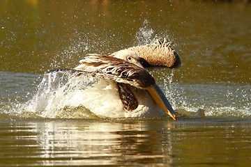 Image showing young pelican playing on water