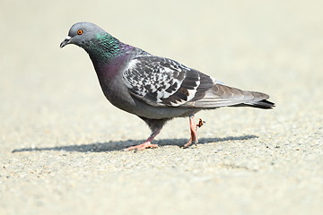 Image showing feral pigeon on park alley