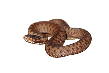 Image showing full length on european common adder isolated on white