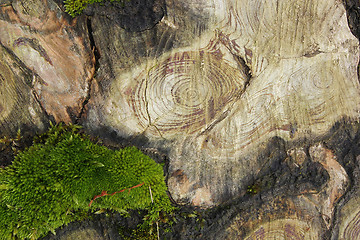 Image showing real texture of cut tree