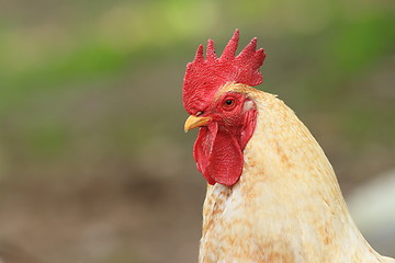 Image showing portrait of a white rooster