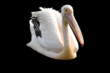 Image showing isolated great pelican