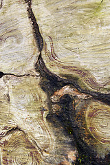 Image showing natural design of annual rings on wood