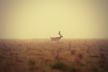 Image showing fallow deer buck in misty morning