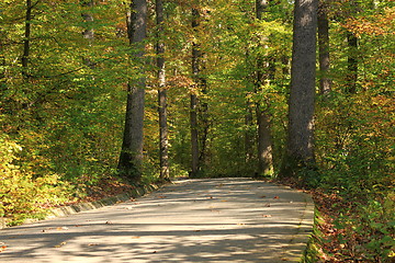 Image showing pedestrian path through the forest