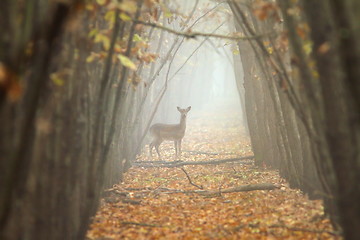 Image showing fallow deer in misty forest