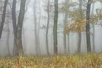 Image showing trees in magic misty forest