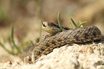 Image showing the rarest snake from europe