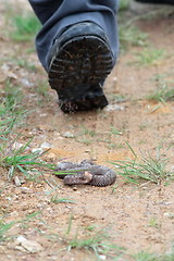 Image showing tourist stepping on venomous european snake